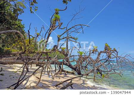 Dead tree with plants on tropical beach in Caribbean Panama Dead tree with plants on tropical beach in Caribbean Panama 139047944