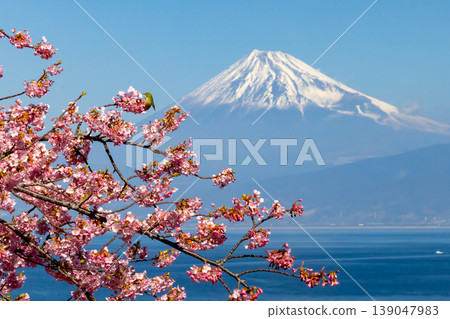Ida, Numazu City, Shizuoka Prefecture. View of snow-capped Mt. Fuji and white-eyes flying to early-blooming Kawazu cherry blossoms on the slope facing Suruga Bay. Ida, Numazu City, Shizuoka Prefecture. View of snow-capped Mt. Fuji and white-eyes flying to early-blooming Kawazu cherry blossoms on the slope facing Suruga Bay. 139047983