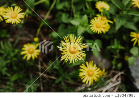 Beautiful yellow flowers Doronicum in a mountain forest. Beautiful yellow flowers Doronicum in a mountain forest. 139047995