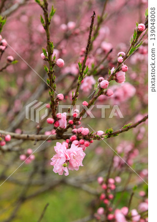 古賀久保公園(茨城縣古賀市)的桃花盛開 古賀久保公園(茨城縣古賀市)的桃花盛開 139048008