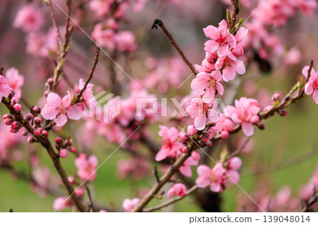 Peach blossoms in bloom at Koga Kubō Park (Koga City, Ibaraki Prefecture) Peach blossoms in bloom at Koga Kubō Park (Koga City, Ibaraki Prefecture) 139048014
