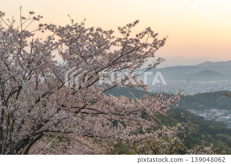 The sunrise over Wakayama Mountain, with cherry blossoms in bloom. The sunrise over Wakayama Mountain, with cherry blossoms in bloom. 139048062