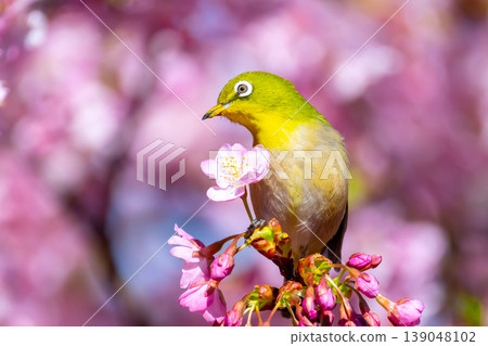 Ida, Numazu City, Shizuoka Prefecture Early-blooming Kawazu cherry blossoms and white-eye bright pink 139048102