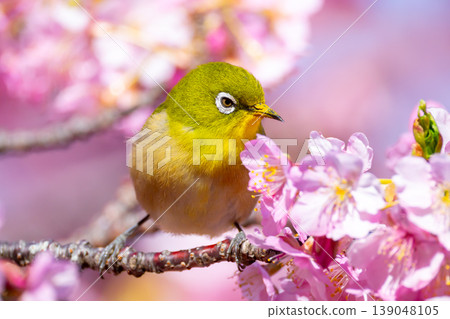 Ida, Numazu City, Shizuoka Prefecture Early-blooming Kawazu cherry blossoms and white-eye bright pink 139048105