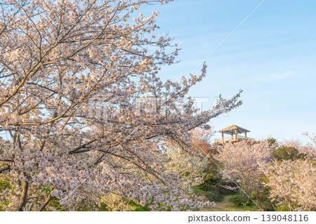 Cherry blossoms in bloom at Takatsukoyama Observatory, Wakayama Prefecture Cherry blossoms in bloom at Takatsukoyama Observatory, Wakayama Prefecture 139048116