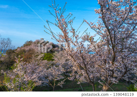 Cherry blossoms in bloom at Takatsukoyama Observatory, Wakayama Prefecture Cherry blossoms in bloom at Takatsukoyama Observatory, Wakayama Prefecture 139048119