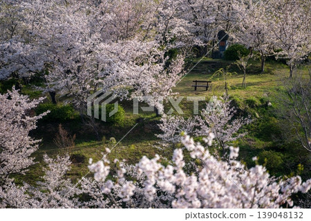 Cherry blossoms in bloom at Takatsukoyama Observatory, Wakayama Prefecture Cherry blossoms in bloom at Takatsukoyama Observatory, Wakayama Prefecture 139048132