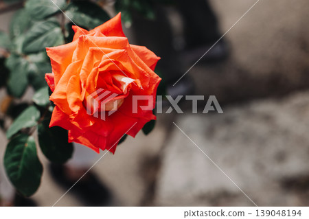 Beautiful red Rose flower in a spring garden. Selective focus. Beautiful red Rose flower in a spring garden. Selective focus. 139048194