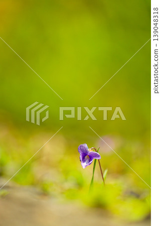 Violet flowers blooming quietly Violet flowers blooming quietly 139048318