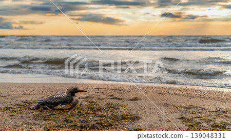 banner about ocean ecosystems and environmental protection, an injured seabird on a shell beach, copy space for text about concern for wildlife and the ocean 139048331