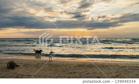 Caring for environment and animals, copy space for text about protecting marine ecosystems, banner with stray dogs living near the seashore running along surf line during magnificent sunset Caring for environment and animals, copy space for text about protecting marine ecosystems, banner with stray dogs living near the seashore running along surf line during magnificent sunset 139048334