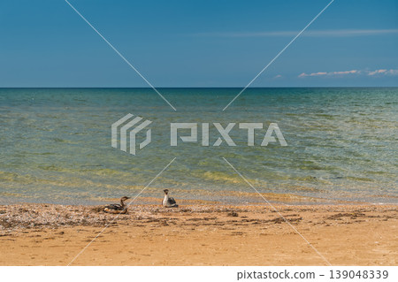 Concept for caring for wildlife and ocean ecosystems, two seabirds on the shore after a storm, an Earth Day poster about helping animals in distress and environmental disasters, copy space for text 139048339