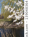 Ducks relaxing in a pond, a spring willow, and blooming cherry plums over a canal, a vertical poster about spring and a weekend getaway in nature 139048364