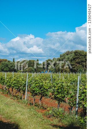 Ile Saint-Honorat, vines under a wide cloudy sky 139048427