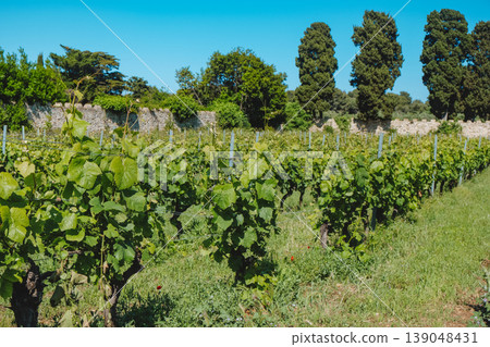 Ile Saint-Honorat, vineyard rows beside stone wall 139048431
