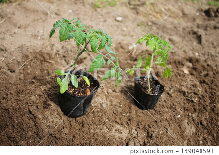 Vegetable seedlings to be planted in the field Vegetable seedlings to be planted in the field 139048591