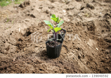 Vegetable seedlings to be planted in the field Vegetable seedlings to be planted in the field 139048592