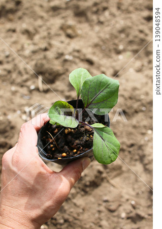 待栽種於田間的蔬菜幼苗(茄子) 待栽種於田間的蔬菜幼苗(茄子) 139048594
