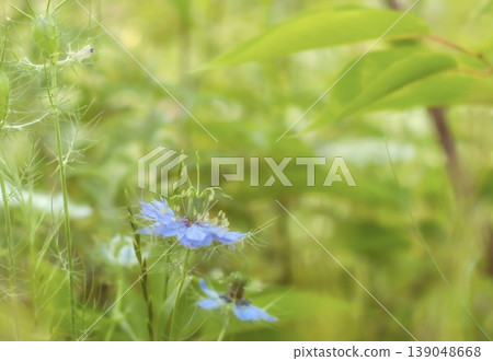 綠背景上的黑種草花 綠背景上的黑種草花 139048668