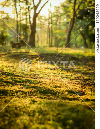 Light illuminating the forest 139048669