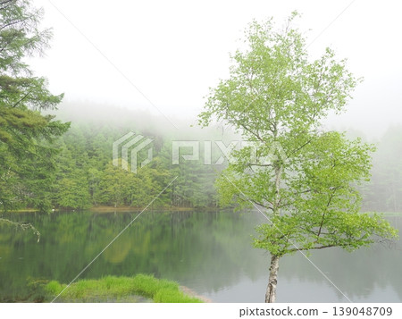 米沙卡池岸邊,白樺樹和薄霧構成了一幅如夢似幻的景象。 米沙卡池岸邊,白樺樹和薄霧構成了一幅如夢似幻的景象。 139048709