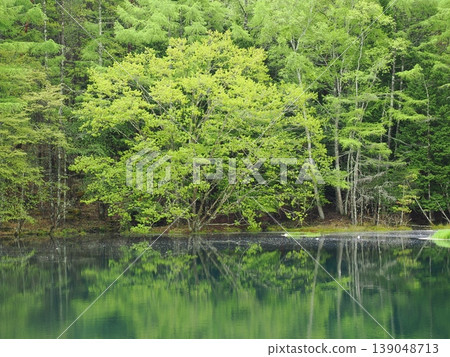 The fresh green trees and calm surface of Mishaka Pond The fresh green trees and calm surface of Mishaka Pond 139048713