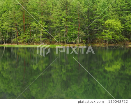 米沙卡池塘中紅松樹和嫩綠樹葉的倒影 139048722
