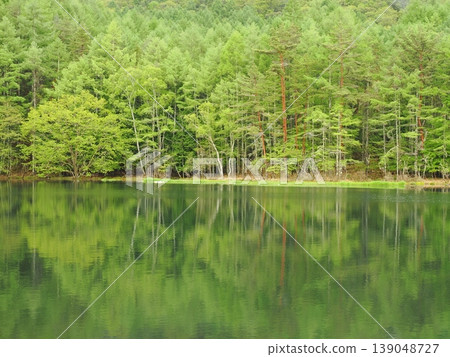 The symmetry of the red pine trees and fresh green leaves at Mishaka Pond The symmetry of the red pine trees and fresh green leaves at Mishaka Pond 139048727