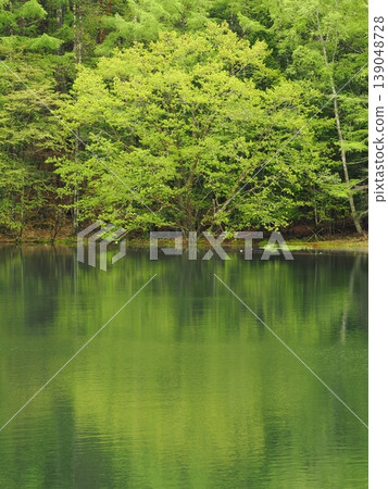 The texture and reflection of the fresh green surface of Mishaka Pond The texture and reflection of the fresh green surface of Mishaka Pond 139048728