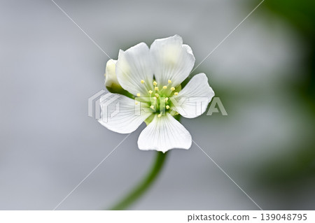 Fly flower flower Fly flower flower 139048795