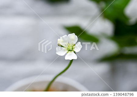 飛花花 飛花花 139048796