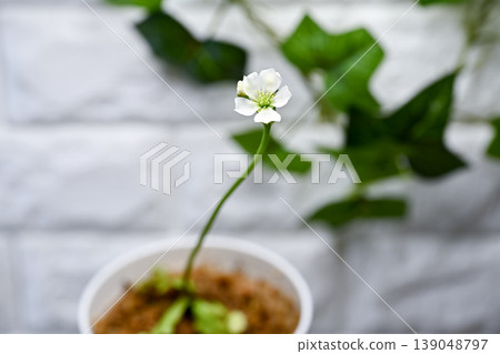 Fly flower flower Fly flower flower 139048797