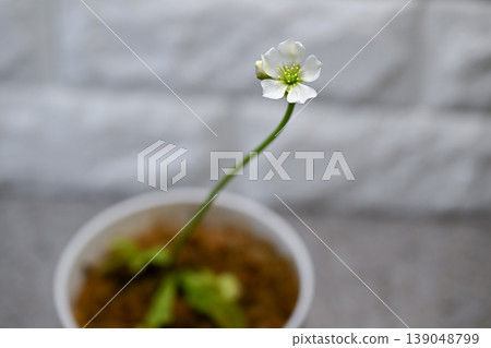 Fly flower flower Fly flower flower 139048799