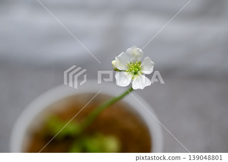 Fly flower flower Fly flower flower 139048801