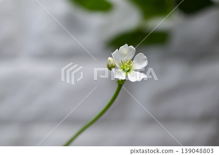Fly flower flower Fly flower flower 139048803