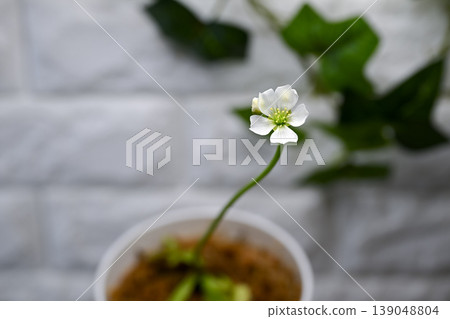Fly flower flower Fly flower flower 139048804