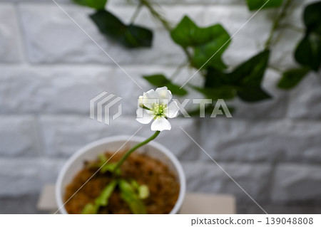 Fly flower flower Fly flower flower 139048808