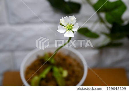 飛花花 飛花花 139048809