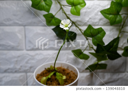 Fly flower flower Fly flower flower 139048810
