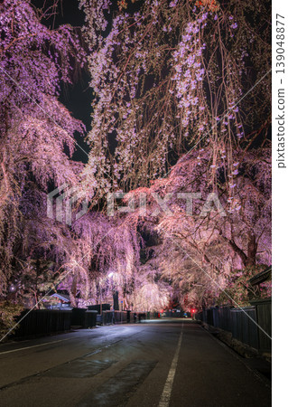 The weeping cherry blossoms, blooming magnificently in the samurai district of Kakunodate at night, are beautifully illuminated. 139048877