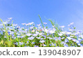 令人心曠神怡的春日景象：藍天白雲，一片粉蝶花盛開的田野。 139048907