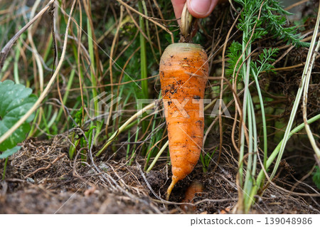 Harvesting carrot with original form, no fertilizers added, natural organic root, comic appearance, home garden, eco, quirky and healthy produce. 139048986