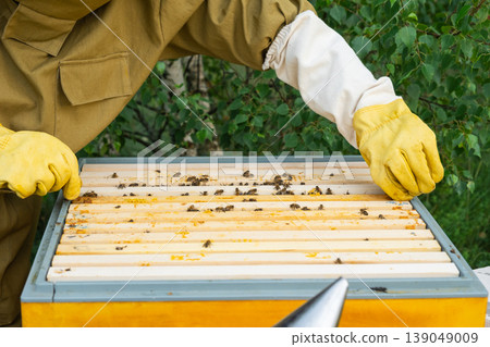 Beekeeper extracting frame from hive, inspecting bees and comb, apiary, honey harvest, organic honeycomb, rural beekeeping, pollinator care, colony management. Beekeeper extracting frame from hive, inspecting bees and comb, apiary, honey harvest, organic honeycomb, rural beekeeping, pollinator care, colony management. 139049009