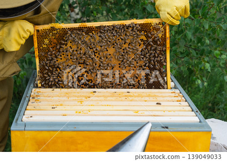 Beekeeper checking honey frame, bees active on fresh honeycomb, close inspection, manual handling, rural apiary, focus on honey quality, ecological care. Beekeeper checking honey frame, bees active on fresh honeycomb, close inspection, manual handling, rural apiary, focus on honey quality, ecological care. 139049033