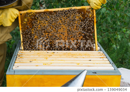 Close-up honeycomb inspection, bees working on filled frames, beekeeper assessing honey and brood, detailed manual process, organic beekeeping focus. Close-up honeycomb inspection, bees working on filled frames, beekeeper assessing honey and brood, detailed manual process, organic beekeeping focus. 139049034