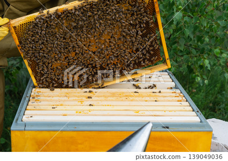 Dense bee cluster on honey frame, visible honey, close-up, beekeeper inspecting filled brood comb, quality assessment, natural manual beekeeping, organic honey. Dense bee cluster on honey frame, visible honey, close-up, beekeeper inspecting filled brood comb, quality assessment, natural manual beekeeping, organic honey. 139049036