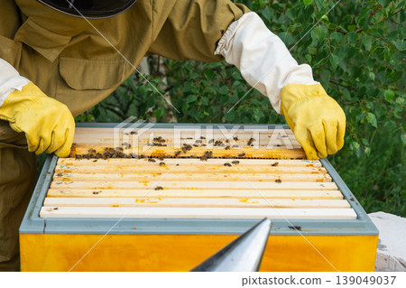 Beekeeper holding honey frame, bees and capped honey cells, close inspection, manual process, quality and health focus, beehive management, rural apiculture. 139049037