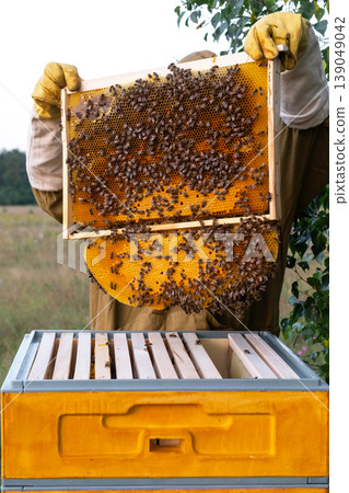 Fresh honey on frame, bees working, manual removal by beekeeper, close-up, inspection of nectar, quality focus, healthy colony, rural beehive, organic apiary. Fresh honey on frame, bees working, manual removal by beekeeper, close-up, inspection of nectar, quality focus, healthy colony, rural beehive, organic apiary. 139049042