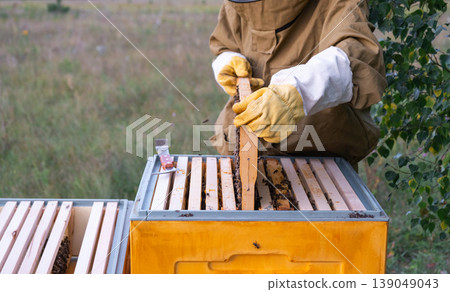 Beekeeper opening hive, inspecting honey and brood frames, manual process, focus on beehive health, work with bees, organic honey production, rural apiculture. Beekeeper opening hive, inspecting honey and brood frames, manual process, focus on beehive health, work with bees, organic honey production, rural apiculture. 139049043