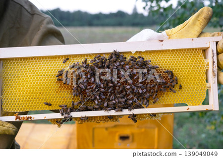 Frame with honeycomb and bees, apiary detail, honey harvest process, rural farm, beekeeper's hands, organic beekeeping, farming honeybee colony. Frame with honeycomb and bees, apiary detail, honey harvest process, rural farm, beekeeper's hands, organic beekeeping, farming honeybee colony. 139049049